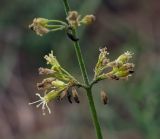 Silene borysthenica