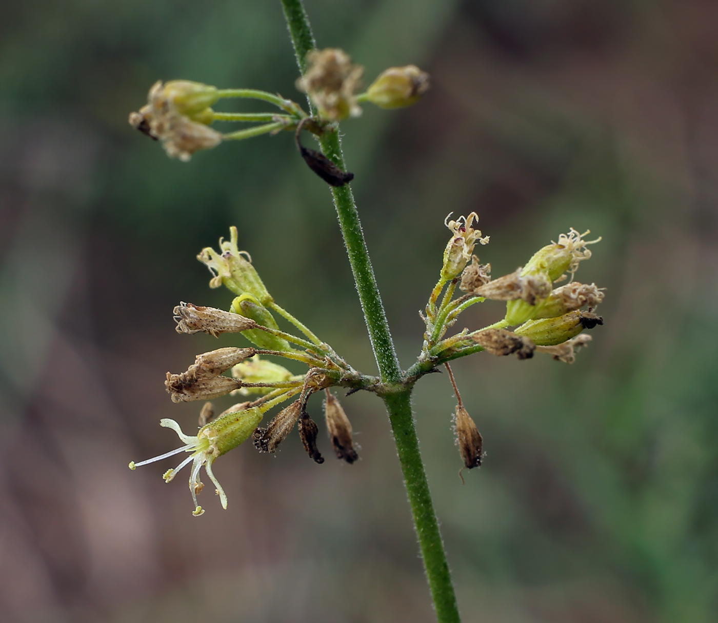 Изображение особи Silene borysthenica.