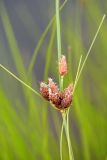 Bolboschoenus planiculmis. Верхушка растения (соцветие). Санкт-Петербург, Невский р-н, Ивановский карьер (западная сторона), на берегу. 04.08.2019.