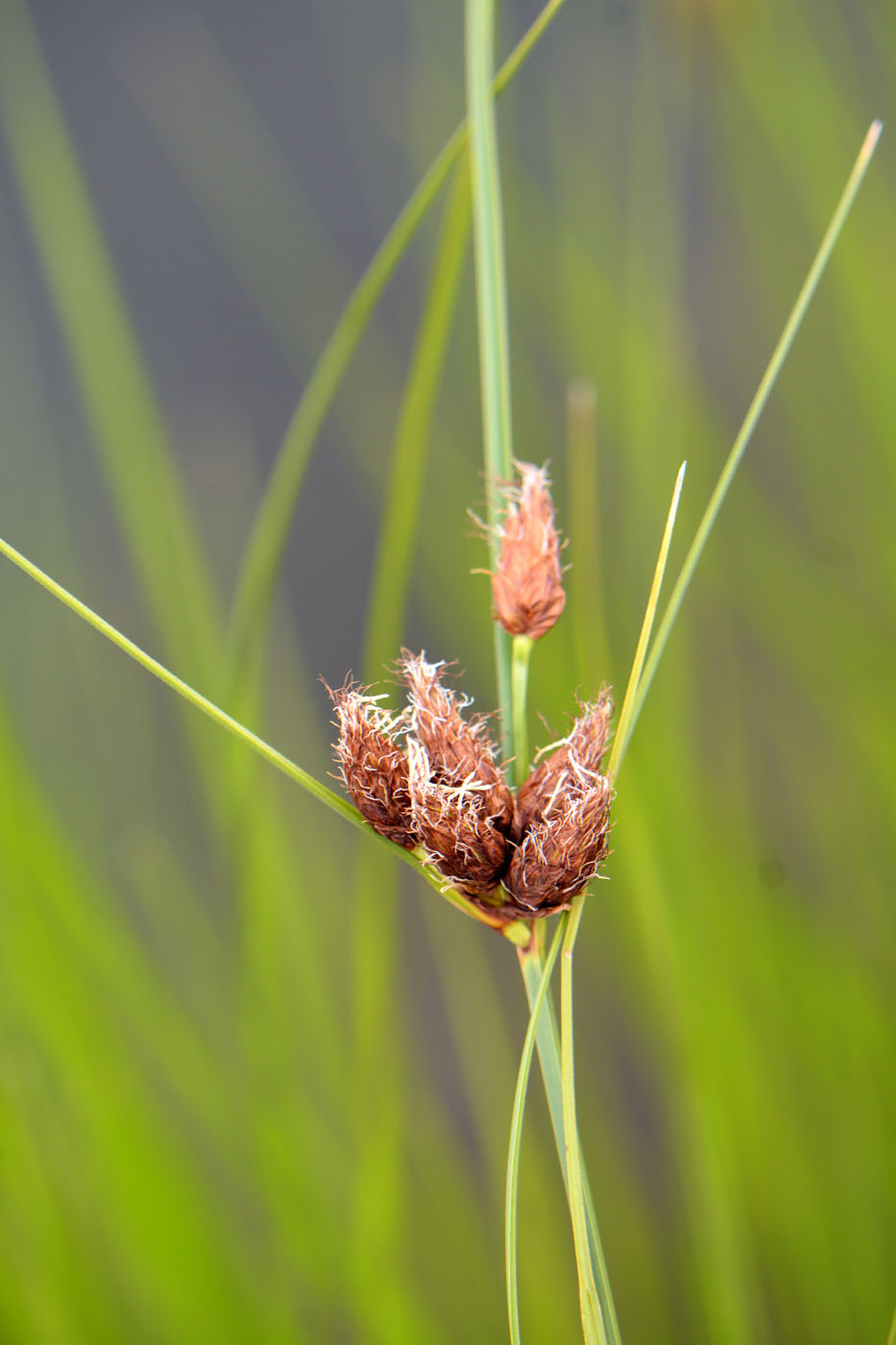 Image of Bolboschoenus planiculmis specimen.