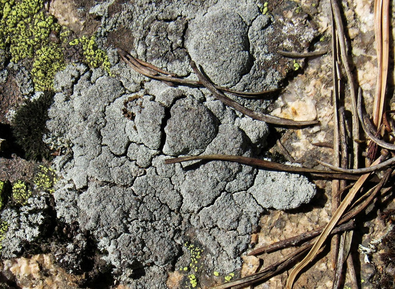 Image of Diploschistes muscorum specimen.