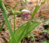 Cypripedium guttatum