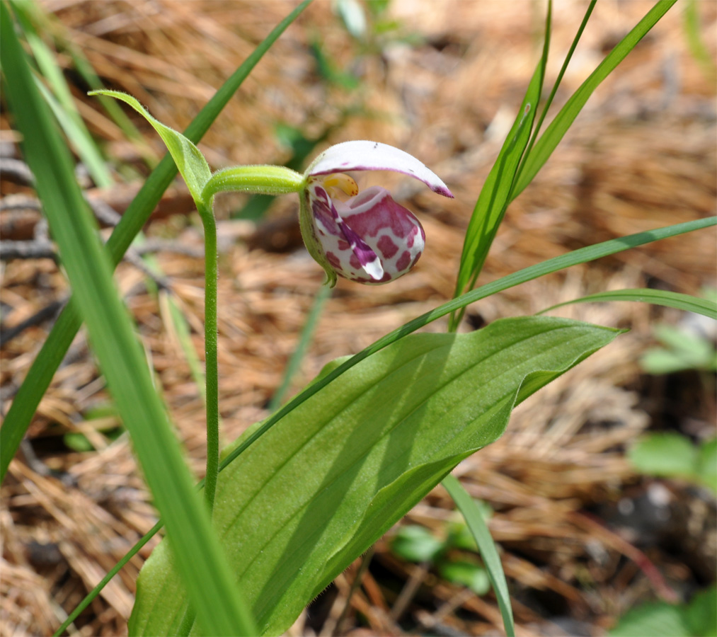 Image of Cypripedium guttatum specimen.
