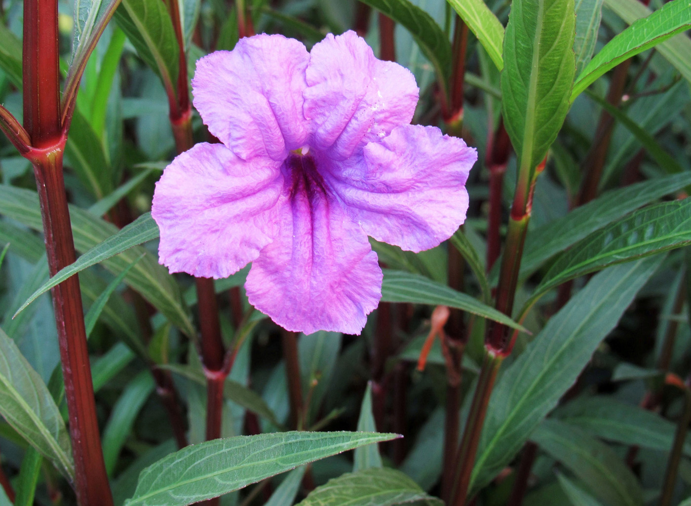 Image of Ruellia simplex specimen.