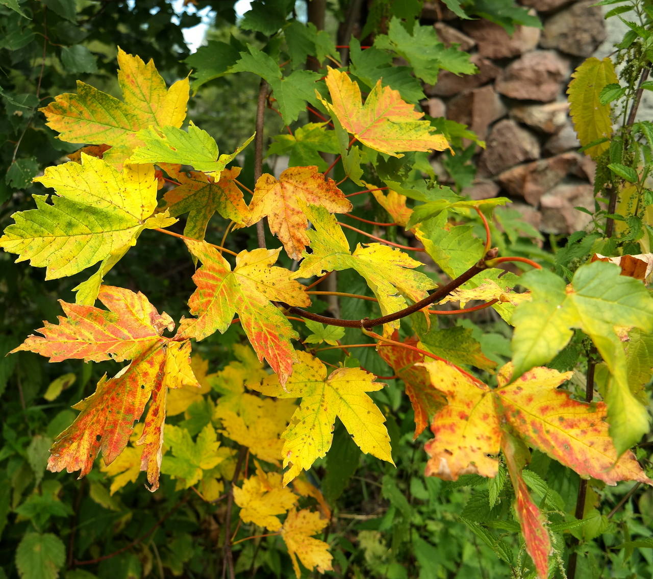 Image of Acer pseudoplatanus specimen.