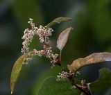 Reynoutria sachalinensis