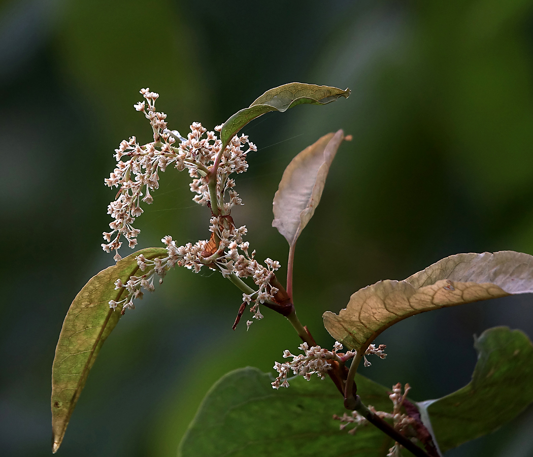 Изображение особи Reynoutria sachalinensis.