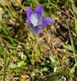 Campanula biebersteiniana. Цветок. Карачаево-Черкесия, Домбай, гора Мусса-Ачитара, субальпийский луг. 29.08.2019.