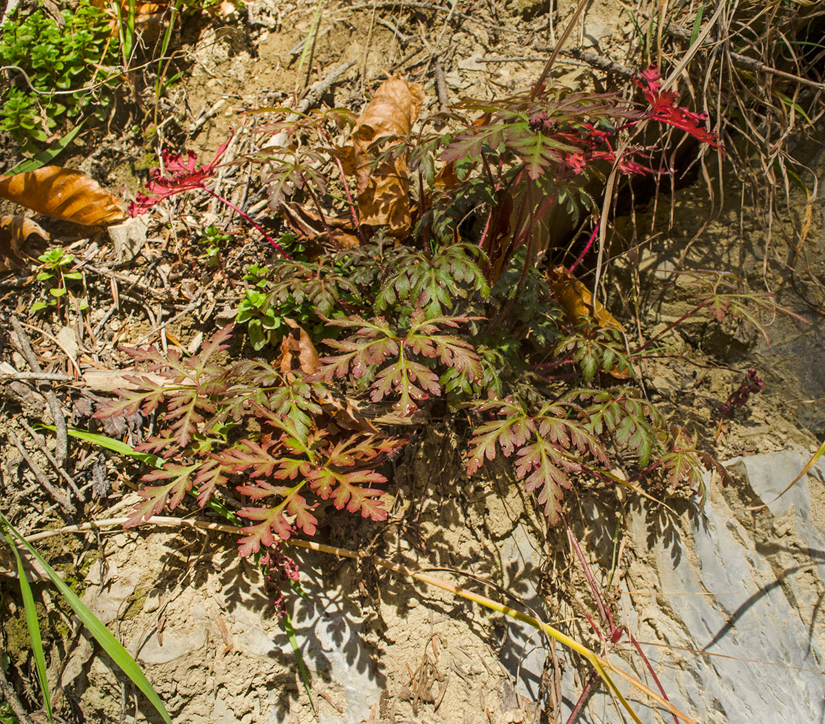 Image of Geranium robertianum specimen.