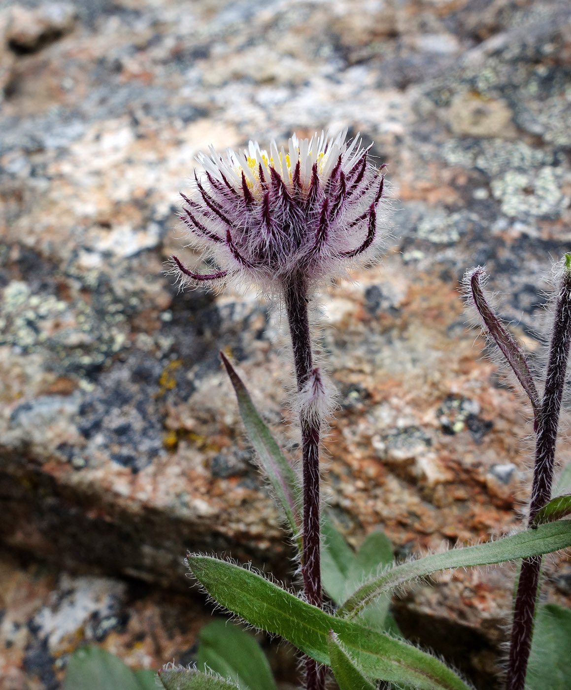 Изображение особи Erigeron eriocephalus.