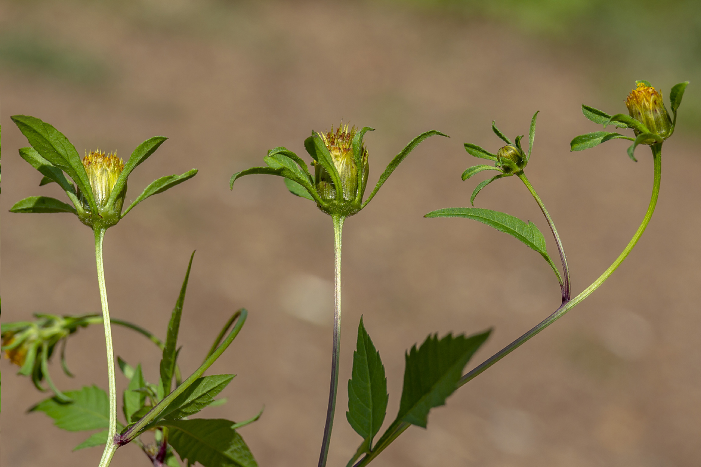 Image of Bidens frondosa specimen.