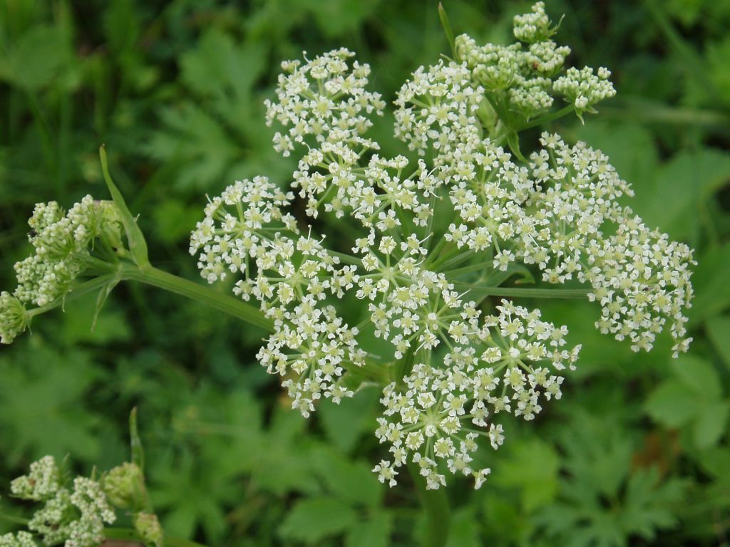 Изображение особи Ostericum palustre.