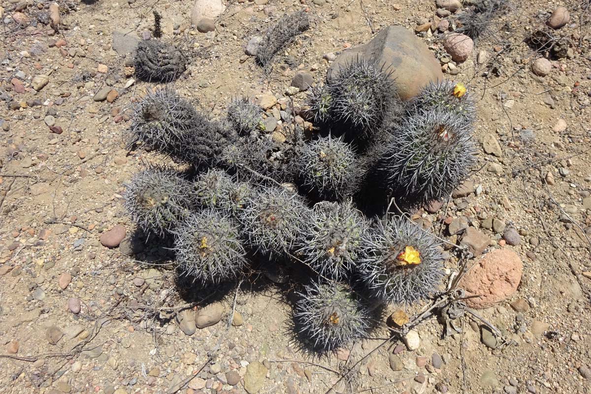 Изображение особи Copiapoa echinoides.