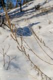 genus Artemisia. Верхушка сухого плодоносящего побега. Башкортостан, Белорецкий р-н, Узянский сельсовет, окр. с. Узян, хр. Суртанды, северный склон. 2 ноября 2019 г.