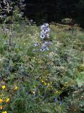 Delphinium dasycarpum. Верхняя часть цветущего растения. Карачаево-Черкесия, Карачаевский р-н, Тебердинский заповедник, высокотравье вдоль р. Азгек. 28.07.2019.