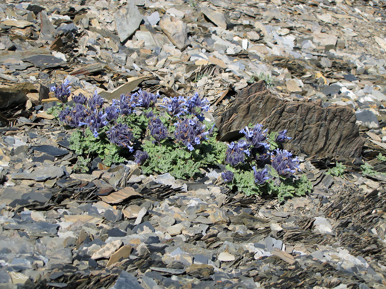 Image of Nepeta lipskyi specimen.