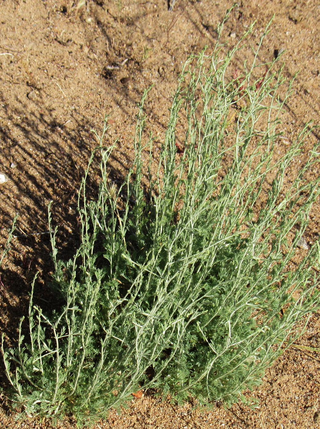 Image of genus Artemisia specimen.