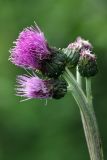 Cirsium heterophyllum. Общее соцветие. Карельский перешеек, окр. Сертолово, на просеке газопровода. 26.06.2019.