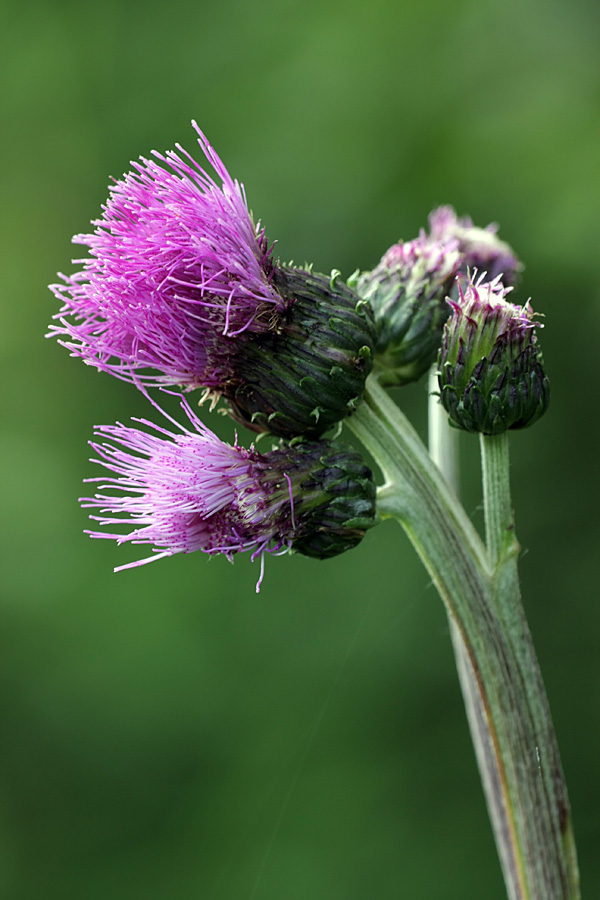 Изображение особи Cirsium heterophyllum.