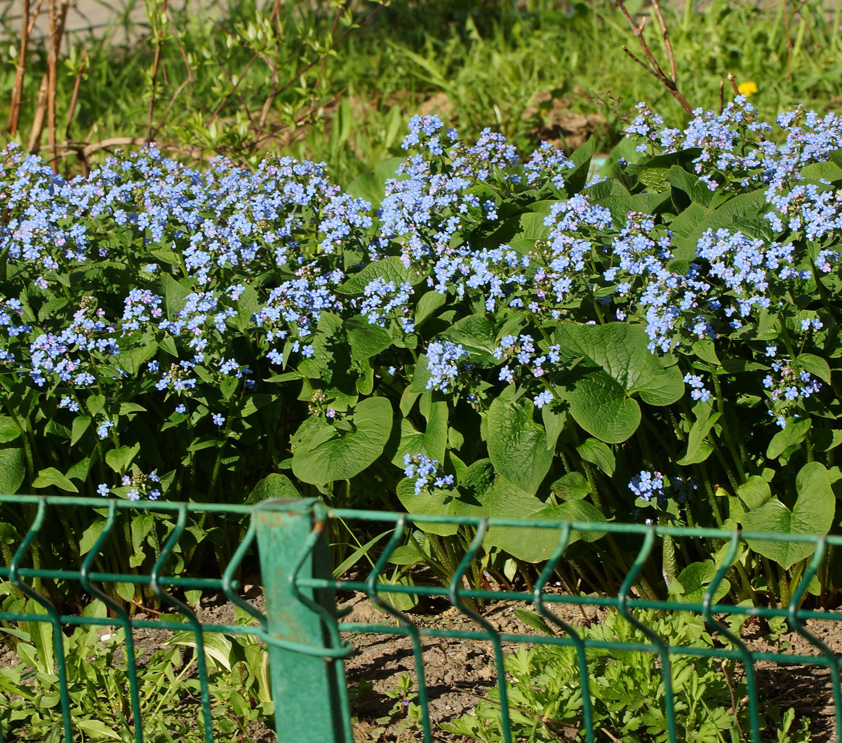 Изображение особи Brunnera macrophylla.