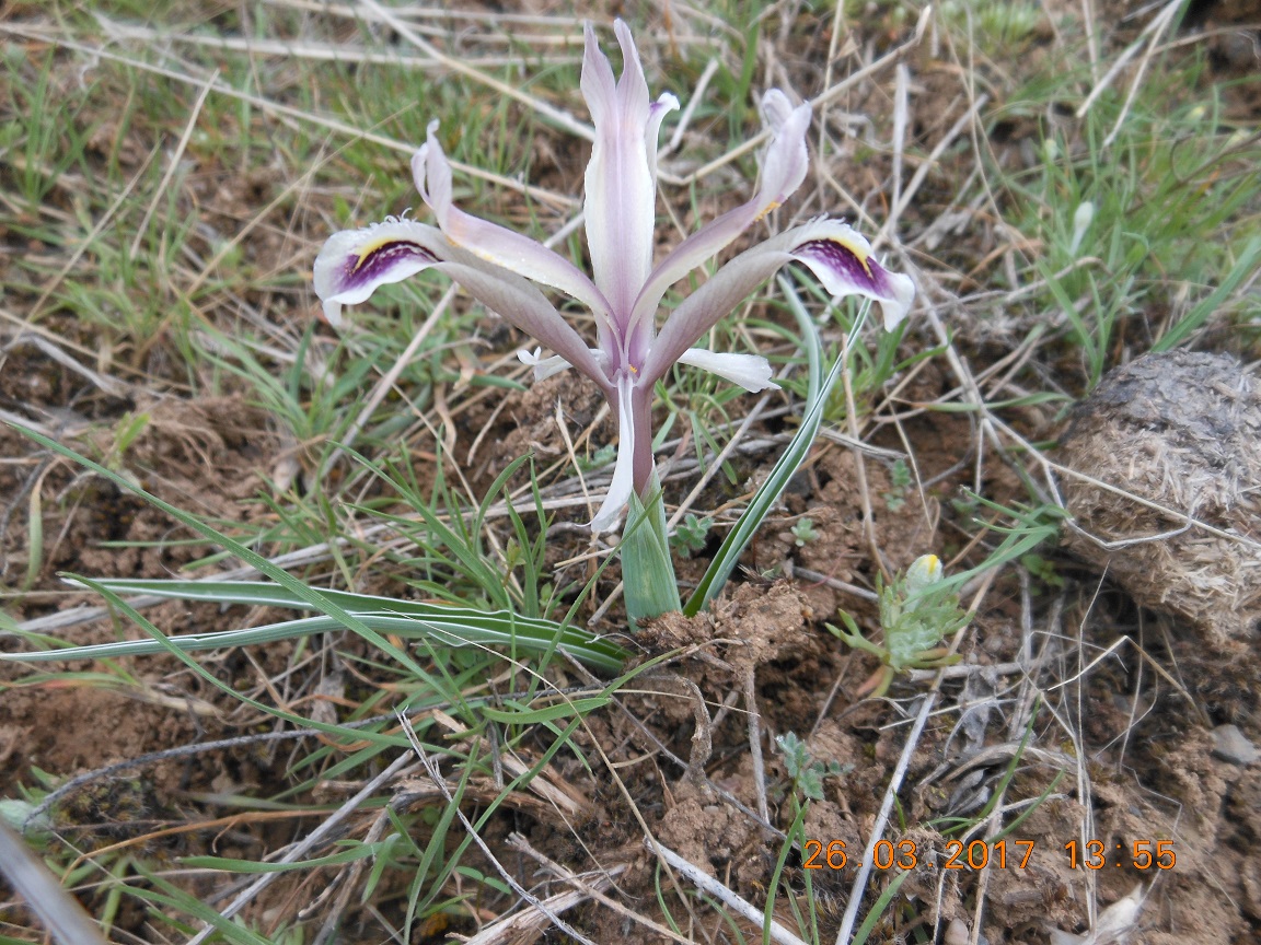 Изображение особи Juno narynensis.