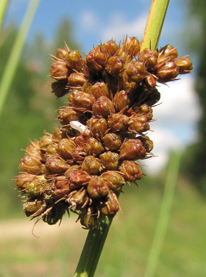 Изображение особи Juncus conglomeratus.