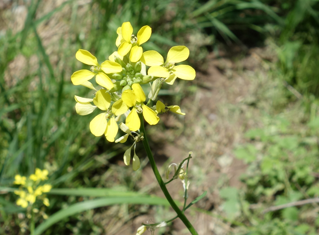 Image of Erysimum canescens specimen.