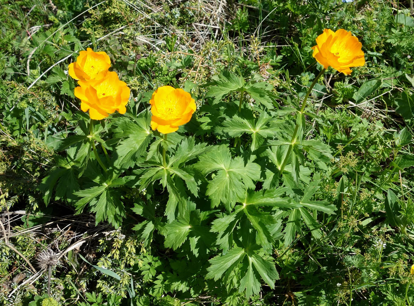 Изображение особи Trollius altaicus.