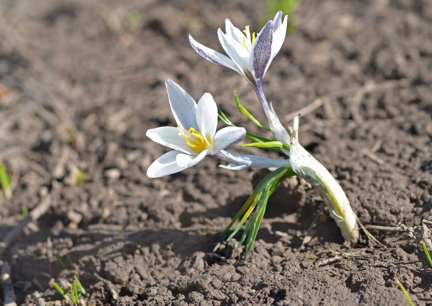 Image of Crocus alatavicus specimen.