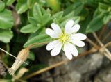 Cerastium fischerianum. Верхушка побега с цветком и завязывающимся плодом. Приморский край, Владивостокский ГО, о. Рикорда, юго-восточное побережье, бухта Восточная, в подножье склона. 03.08.2019.