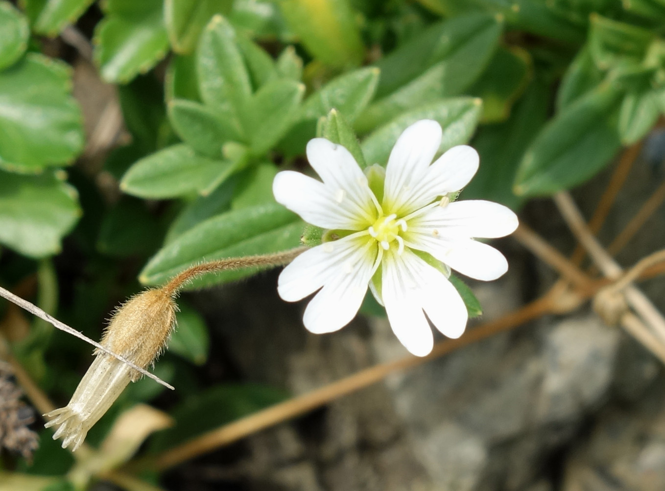 Image of Cerastium fischerianum specimen.