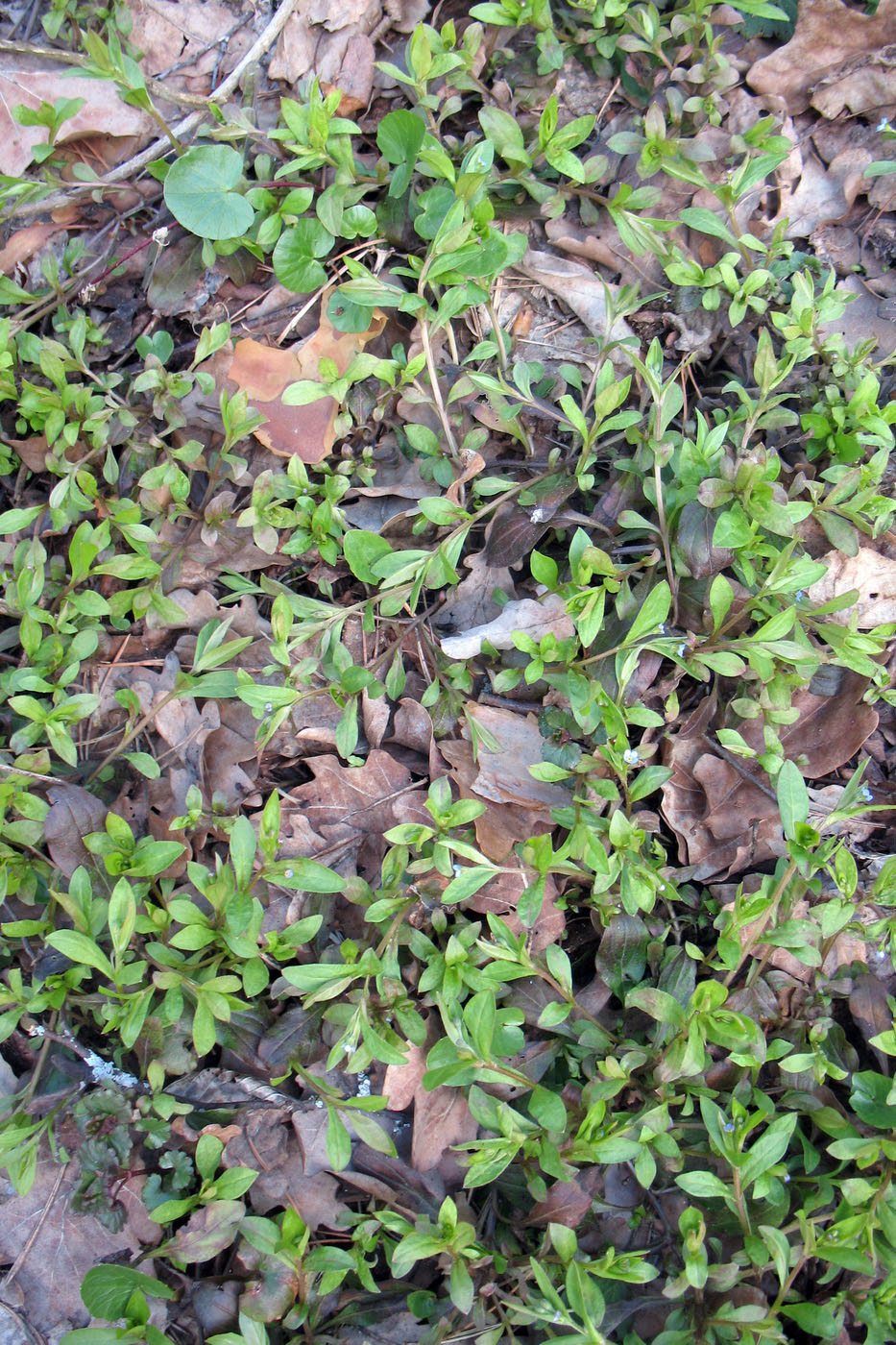 Image of Myosotis sparsiflora specimen.