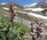 Corydalis ledebouriana. Соцветия. Таджикистан, Гиссарский хребет, верх. р. Зидды, ≈ 3400 м н.у.м., каменистый склон. 13.06.2018.