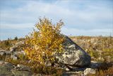 род Betula. Плодоносящее дерево с листьями в осенней окраске (на переднем плане - плодоносящая Calluna vulgaris). Карелия, Муезерский р-н, гора Воттоваара, каменистая зарастающая гарь. 25.09.2019.