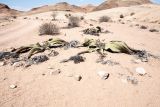 Welwitschia mirabilis. \"Плодоносящие\" растения. Намибия, регион Erongo, пустыня Намиб, ок. 60 км к востоку от г. Свакопмунд, пустыня Намиб, национальный парк \"Dorob\", выс. 320 м н. у. м. 03.03.2020.