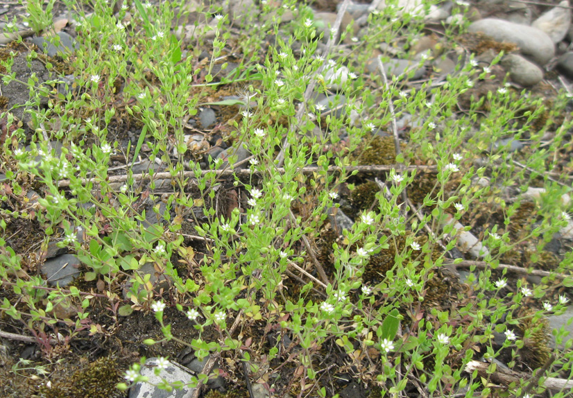 Изображение особи Arenaria serpyllifolia.