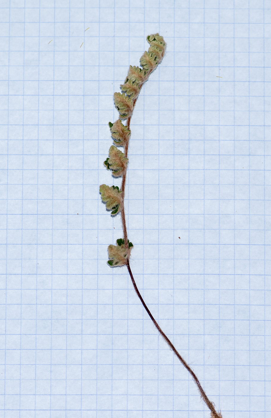 Image of Cheilanthes marlothii specimen.
