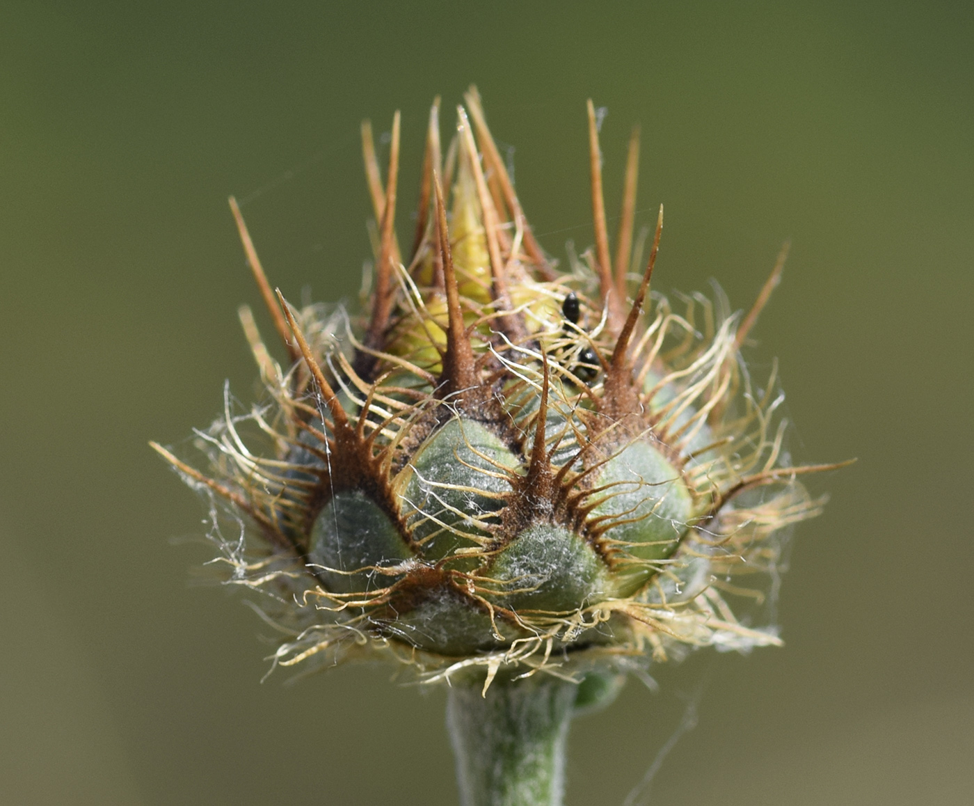 Image of Centaurea collina specimen.