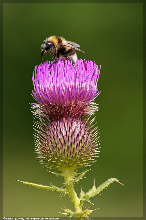 Изображение особи Cirsium serrulatum.