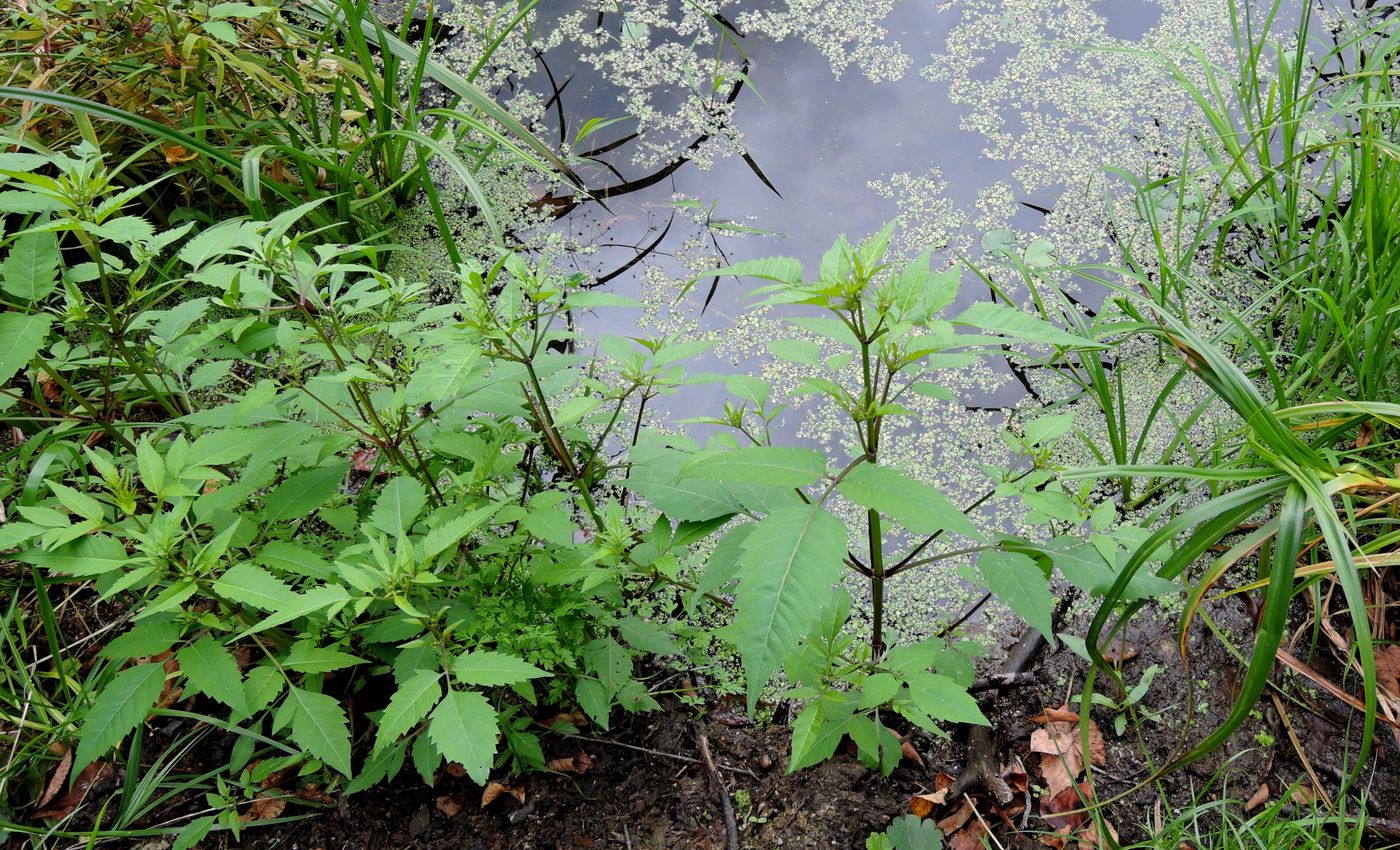 Image of Bidens frondosa specimen.