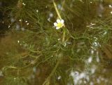 Ranunculus rionii