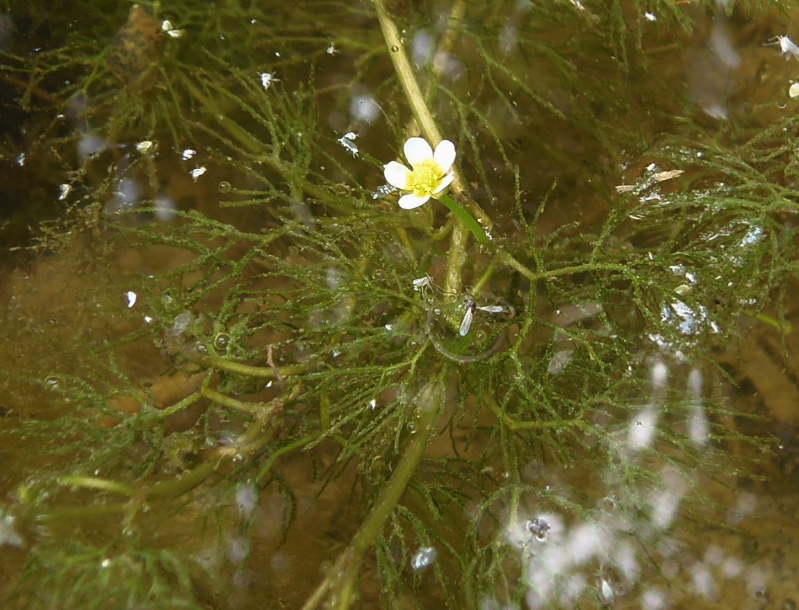 Изображение особи Ranunculus rionii.