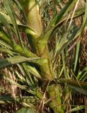 Tragopogon borysthenicus. Часть центрального стебля с основаниями листьев. Украина, г. Запорожье, балка между Космическим мкрн. и Опытной станцией, участок степной растительности возле лесонасаждений. 29.06.2020.