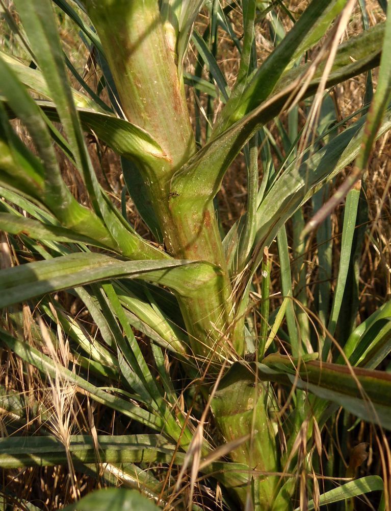 Image of Tragopogon borysthenicus specimen.