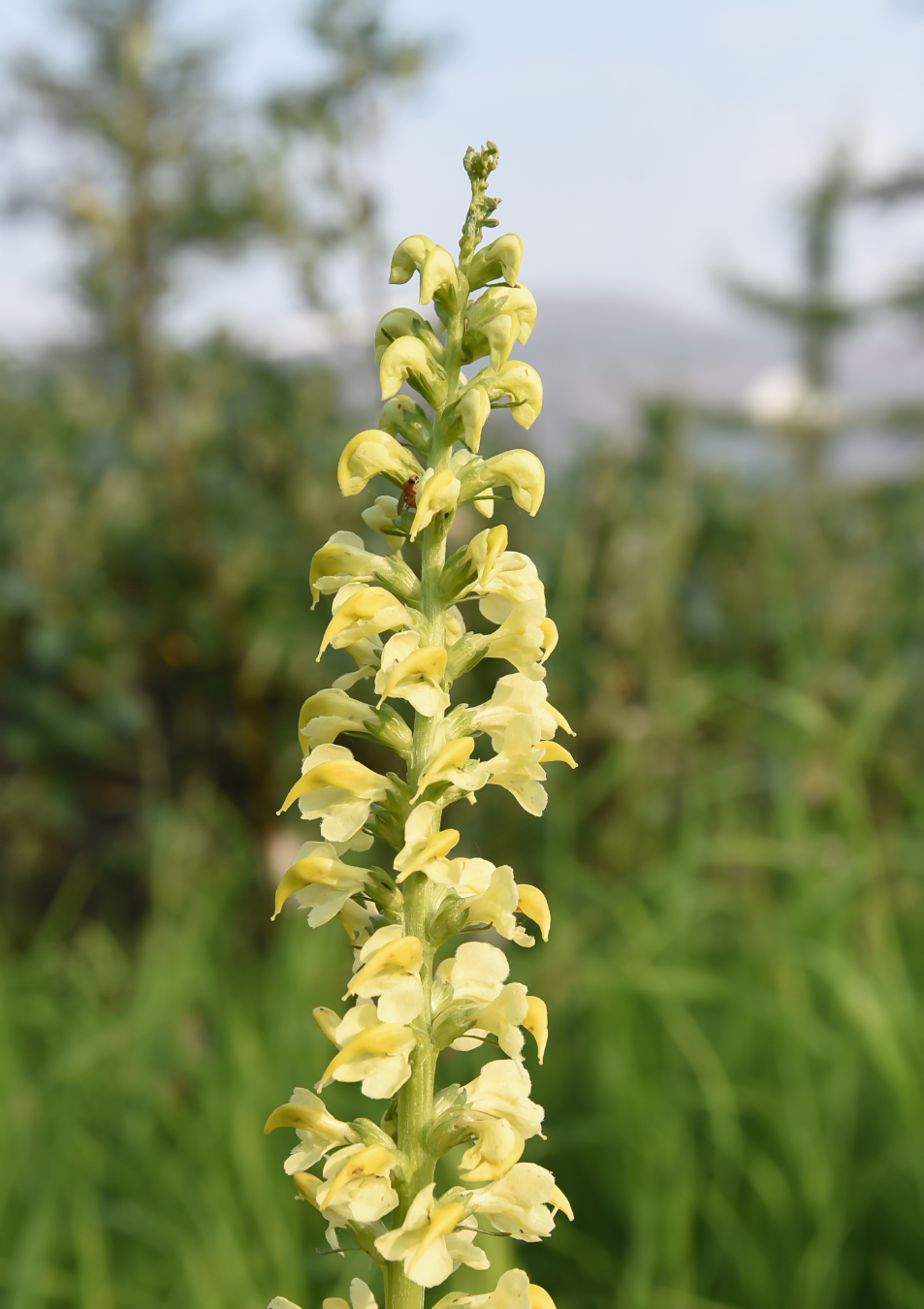 Изображение особи Pedicularis incarnata.