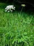 Laserpitium latifolium