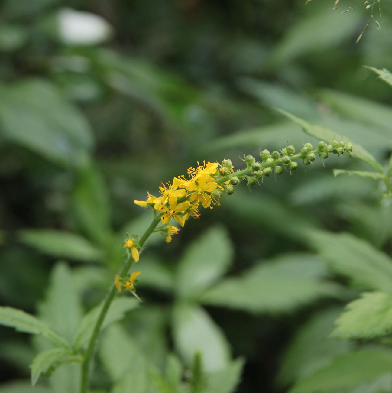 Изображение особи Agrimonia eupatoria.