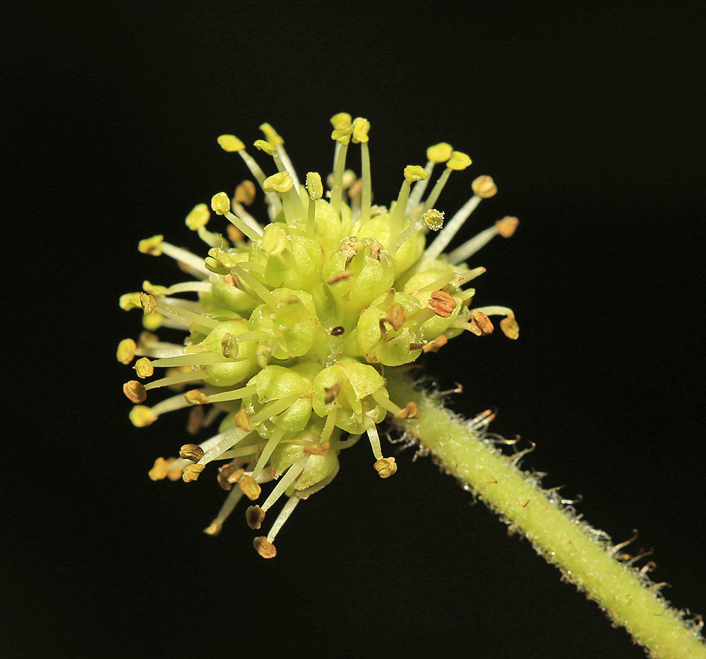 Изображение особи Oplopanax elatus.