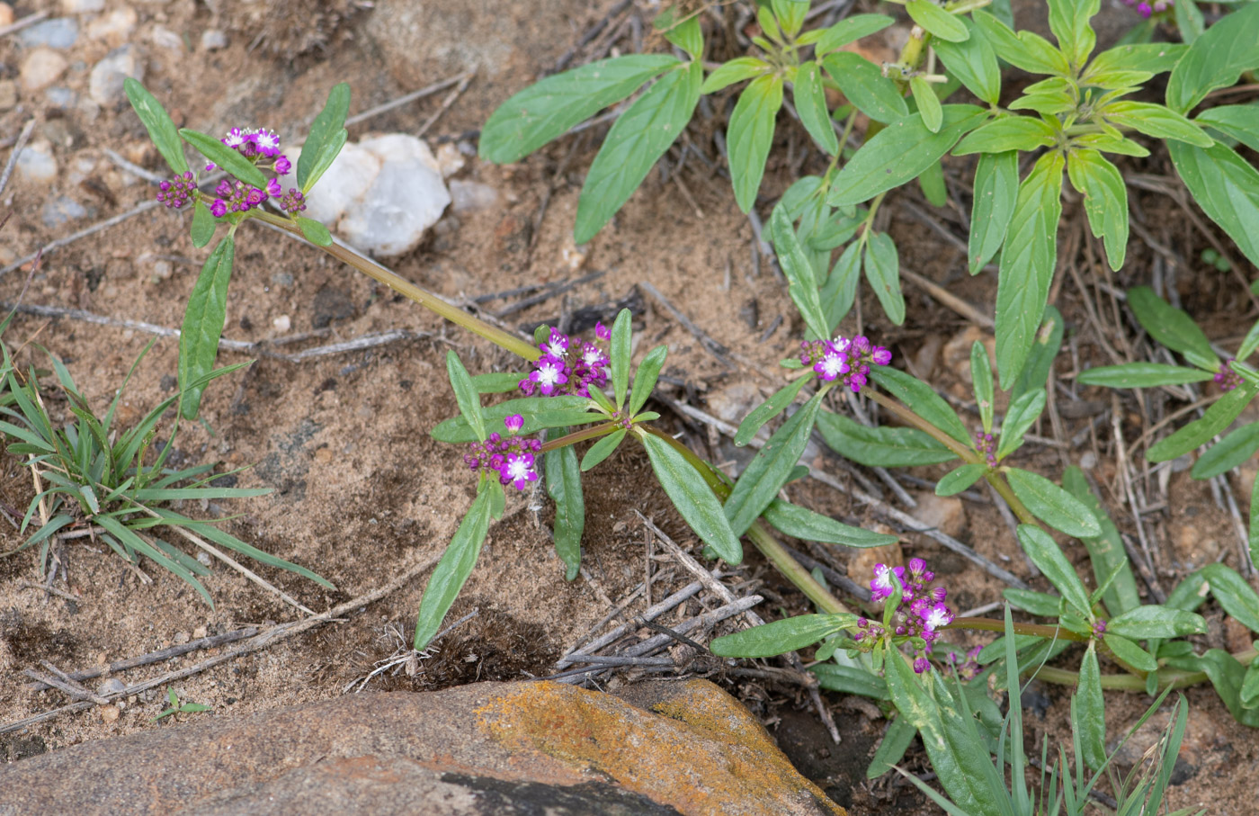 Изображение особи Gisekia africana.