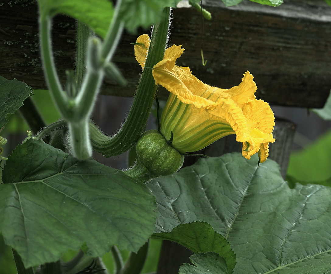 Image of Cucurbita pepo specimen.